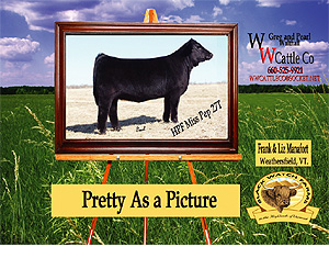 Pretty as a Picture