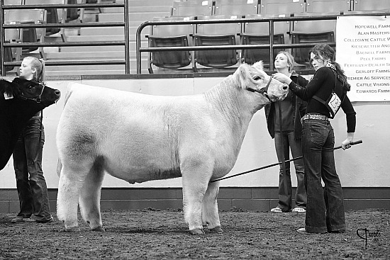 2022 MU Steers and Stripes