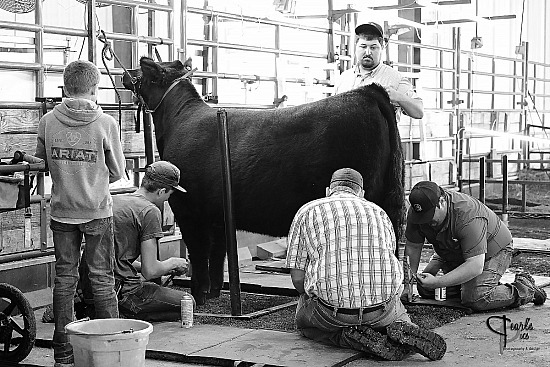 2026 Springfield Trio